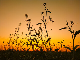 Mustard flower with sunset in winter season