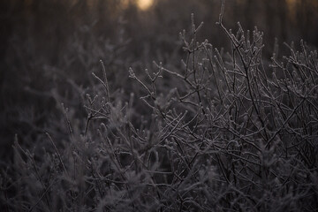 Frozen nature