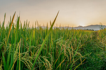 Beautiful green rice field and sky background at sunset time.