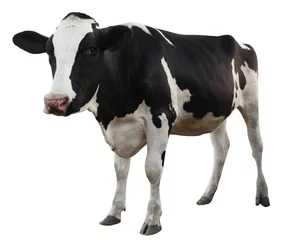 Fotobehang Leuke koe op witte achtergrond. Veeteelt © New Africa