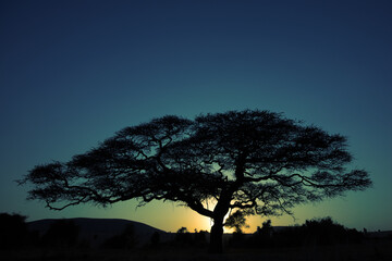 Fototapeta na wymiar An Acacia Tree at Sunset, Kenya. 