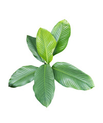 Green tropical leaves isolated on white background with clipping path.