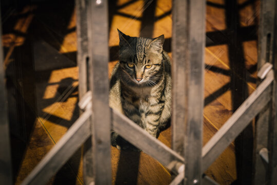 Cat in the Sun