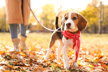 Woman walking her cute Beagle dog in park on autumn day