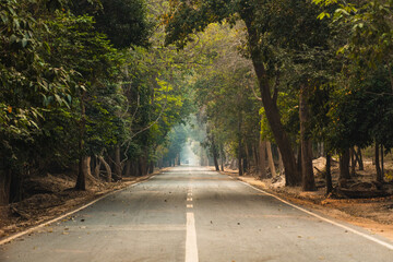 Green tree tunnel