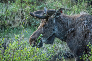 fall moose in rut
