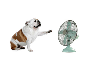 Cute dog near fan on white background. Summer heat