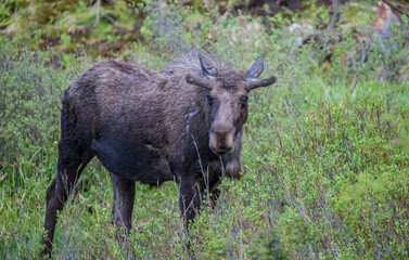 fall moose in rut