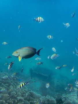 Fishes Underwater