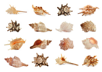 Set of different beautiful sea shells on white background