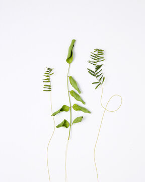 Three Plants