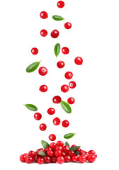 Fresh red cranberries falling in pile on white background