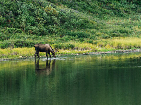 Horse at Alaska