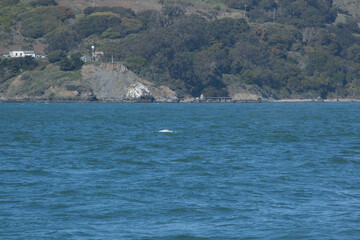 Whale in San Francisco Bay