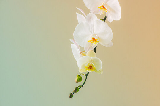 White orchid flower