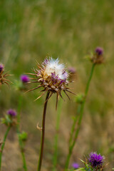 Wild flowers with spiky petals