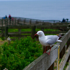 Seagull on top of wooden fence