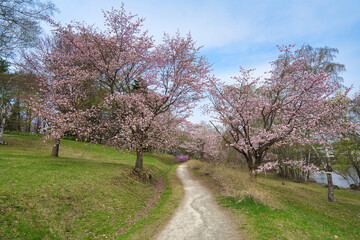 帯広市の桜