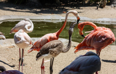 flamingos in the zoo