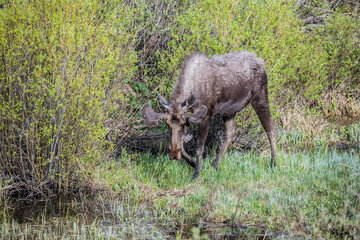 fall moose in rut