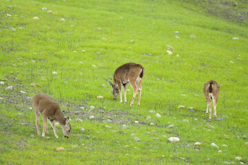 Deer grazing fresh new green grass growth after wildfire.