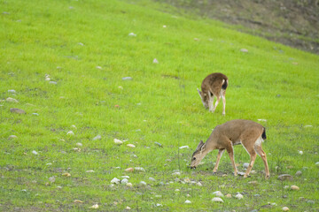 Deer grazing fresh new green grass growth after wildfire.