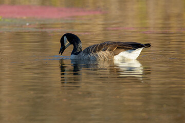 Canadian Goose swimming and dabbling the moss on the waters surface