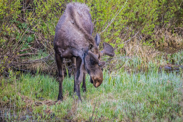 fall moose in rut
