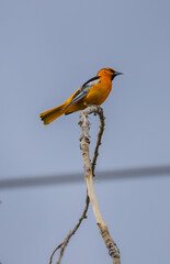 oriole on tree branch