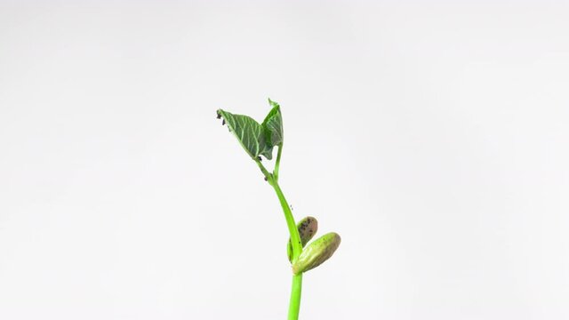 A time-lapse of a sprouting kidney bean growing its first leaves while on a white background.