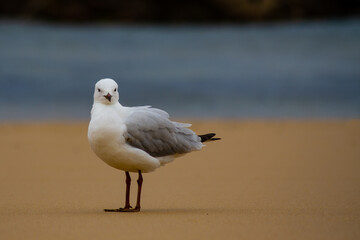 Seagull bird standing on sand