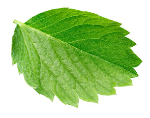 Obraz premium Strawberry leaf isolated on a white background