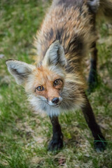 shedding red fox