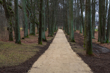 Fototapeta premium Park path between rows of trees. Moss and lichens on trees.