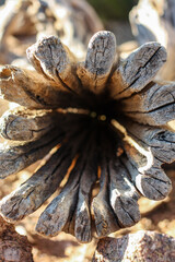 close up of a hollow log