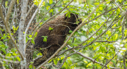 porcupine eating in treetop