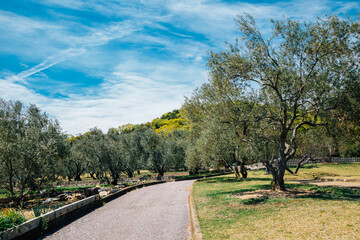 Shodoshima island Olive park in Kagawa, Japan