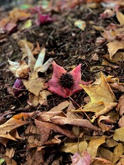 Fallen autumn leaves