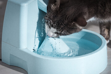 Funny cat drinks water from water dispenser. Cat water fountain. Pet thirst. Dehydration in a cat.