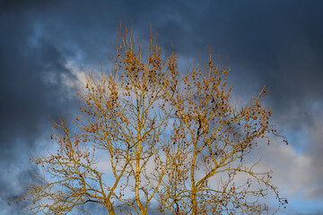 Moody scene of sunlight on a deciduous tree with seed pods against a stormy blue and gray sky
