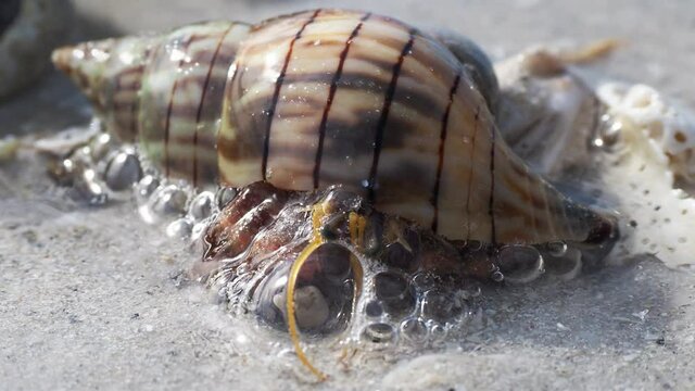 Hermet Crab (Paguroidea) coming out of a  Banded Tulip shell (Fasciolaria lilium) on a sandy beach on the Gulf of Mexico at St. Pete Beach, Florida.