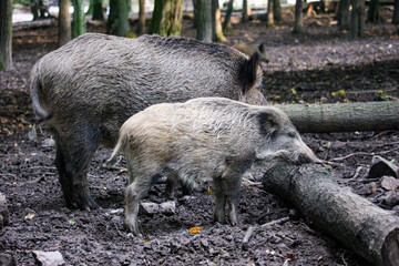 wild boar park