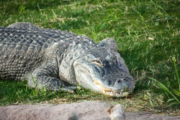 Alligator