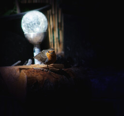 Robin sitting in a dark near a solar lamp