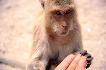a smart, cunning monkey takes food from his hands. Long-tailed macaque. Thailand