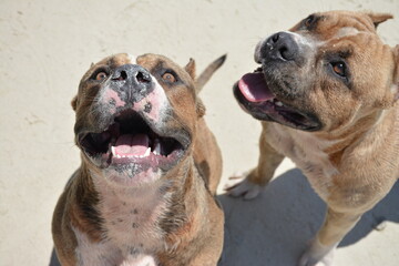 two young pit bulls, watching the movement of the owner