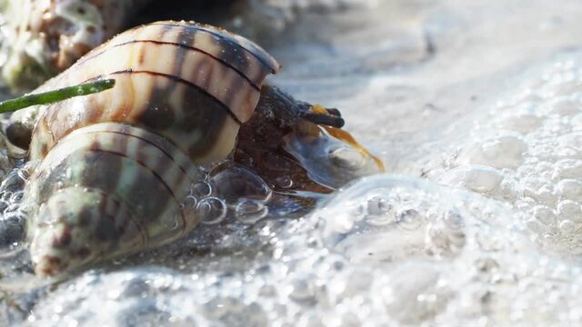 Hermet Crab (Paguroidea) coming out of his shell on a sandy beach on the Gulf of Mexico at St. Pete Beach, Florida.