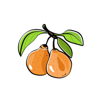 Vector image of a branch of a ripe pear.Black and white and color graphics.Sketch on a white and colored background.