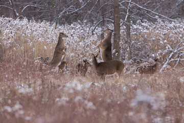 white tailed deer females fighting in winter