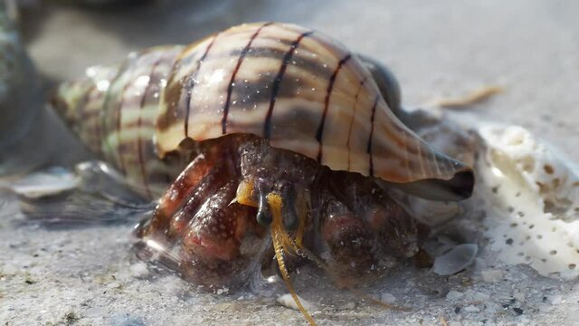 Hermet Crab (Paguroidea) coming out of his shell on a sandy beach on the Gulf of Mexico at St. Pete Beach, Florida.